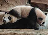 Just when mum thought she had FINALLY found a moment for herself… Meet seven-month-old giant panda Rio