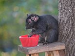 Grotesque ‘zombie squirrels’ with oozing flesh pods spark alarm across the US