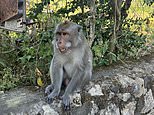 Monkey steals Brit tourist’s phone and takes off with it in Bali… and snaps selfies