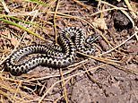 Britain’s most dangerous snake strikes in Suffolk: Dad is bitten by an adder while paddleboarding – leaving him unable to walk with an ‘elephant leg’