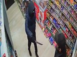 Moment knife-wielding robber is forced to flee store – after brave shopkeepers LAUGHED him out of the shop