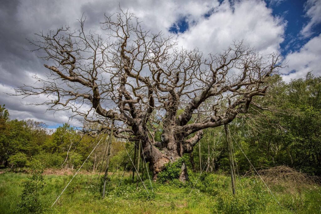 Robin Hood’s Major Oak in Sherwood Forest has died, experts say
