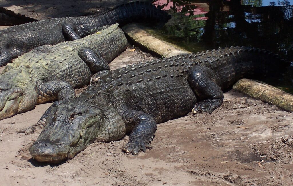 Man arrested after boy, 3, thrown into crocodile enclosure in Cambridgeshire