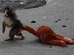 Orphaned monkey Punch receives 2,500 birthday cards from well-wishers around the world after being abandoned and photographed cuddling stuffed toy orangutan