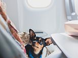 Dog lovers be warned: Nobody wants to sit next to – or smell – your beloved Chow Chow when they’ve paid for business class flights, writes KATE WICKERS