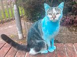 Feline blue? Family tell of their shock after Wilbur the tabby arrives home a striking colour
