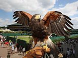 After line judges are axed in favour of AI, could Wimbledon eventually replace Rufus the hawk with AI drones?