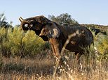 Portugal’s last circus elephant finds forever home in sanctuary