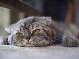 Face it, your cat doesn’t care about you! Felines can’t understand human voices – and think laughter, sobs, and screams sound identical