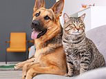 Seven in ten landlords still say no to pets despite new rules – here’s where it’s hardest to find a pet-friendly home