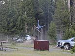 Terrifying moment Grandpa is LAUNCHED eight feet in the air by charging bison at Yellowstone