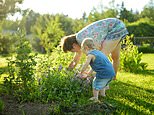 How to keep your garden alive in the heatwave: Experts reveal top tips to protect your backyard – from soaking pots to laying off the fertiliser