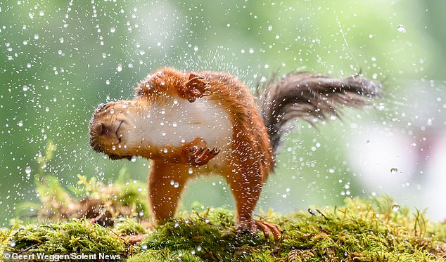 The squirrel was pictured ducking and diving underneath the water from the sprinkler