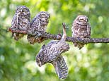 What a hoot! Owlet takes a tumble from its perch
