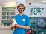 Britain’s first ‘gull ranger’ starts work to ‘improve human-seagull relations’