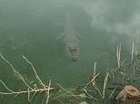 The croc ness monster! Mysterious crocodile is sighted in Tuscany, sparking swarm of visitors and hunters