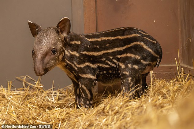 The baby lowland tapir arrived at Hertfordshire Zoo on July 8