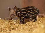 UK zoo welcomes new rare baby… do YOU know what this striped calf is?