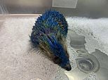 Four men arrested after hedgehog was painted in Leeds United colours leaving spiky mammal struggling to breathe
