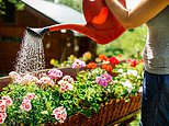 Is your garden dull and dry? Expert reveals how to look after your lawn, flower beds and plants during the summer heatwaves – as UK’s new hosepipe ban kicks in