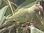 Labour MP Stella Creasy is mocked for mistaking one of London’s famous parakeets for an escaped pet