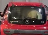 Tourists stunned after spotting a pony squeezed into the boot of a tiny Citroën C1 for hour-long ferry crossing