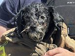 Runaway dog missing since July 4 fireworks is found swimming for her life in San Francisco Bay for an HOUR before dramatic rescue thanks to Good Samaritan’s last-minute pit stop