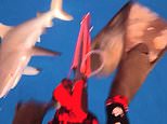 Moment terrified influencer is mauled and seriously injured by a shark in lightning attack while snorkelling in Fiji