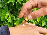 Why ‘energy sniff’ – a new LEGAL high compared to ‘clean cocaine’ – is sweeping the party scene… and heading straight to the dinner tables of the middle classes