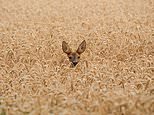 Oh DEER! Doe is spotted with her fawn in a field of wheat