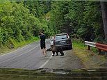 Tourist freezes as wild bear bites at his leg before he flees in terror when the beast lunges at him on Romanian highway