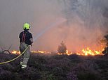 Why the flames of Britain’s wildfires have been fanned by the Green agenda as much as the weather: MATT RIDLEY