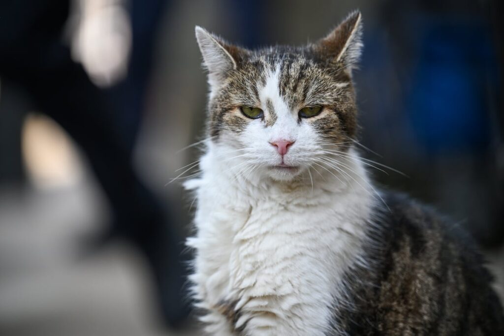 Will Larry the cat be staying at 10 Downing Street when Starmer moves out?
