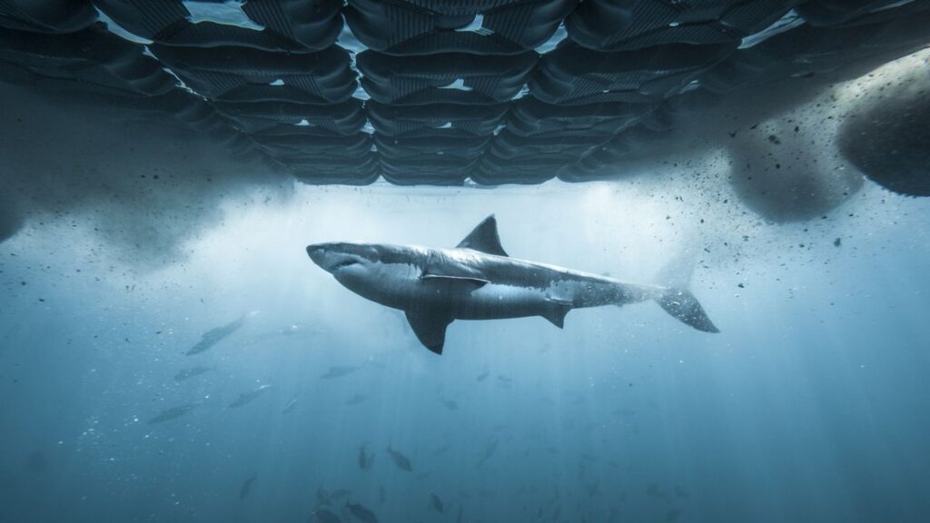 There’s a sneaky way to watch Shark Week 2026 for free