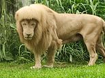 Hair today, gone tomorrow: Famous ‘lion with a mullet’ dies aged 17