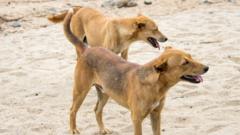 Residents of Ethiopian town forced to kill hundreds of their own dogs after rabies deaths