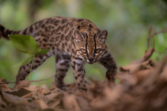 New wild cat species discovered – with only one known living member