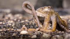 Blue Planet III: Moment octopus escapes death after hunt gone wrong