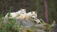 Girl seriously injured in wolf attack at German wildlife park