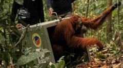 Watch: Endangered orangutans released back into the wild after Borneo fires